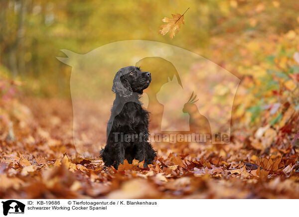 schwarzer Working Cocker Spaniel / KB-19686