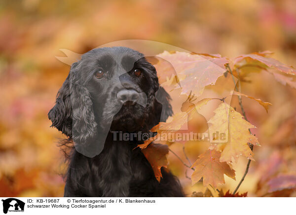 schwarzer Working Cocker Spaniel / black Working Cocker Spaniel / KB-19687