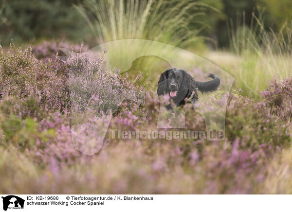 schwarzer Working Cocker Spaniel / black Working Cocker Spaniel / KB-19688