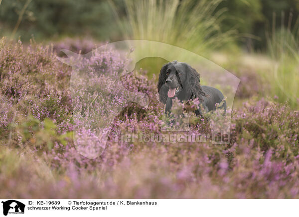 schwarzer Working Cocker Spaniel / black Working Cocker Spaniel / KB-19689