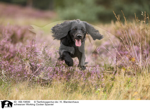 schwarzer Working Cocker Spaniel / KB-19690