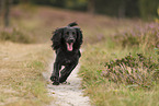 schwarzer Working Cocker Spaniel