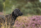 schwarzer Working Cocker Spaniel