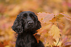 schwarzer Working Cocker Spaniel
