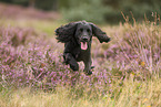 schwarzer Working Cocker Spaniel