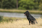 schwarzer Working Cocker Spaniel