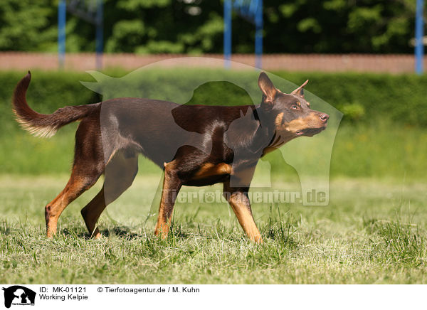 Working Kelpie / Working Kelpie / MK-01121
