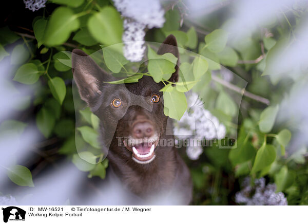 Working Kelpie Portrait / Working Kelpie portrait / MW-16521