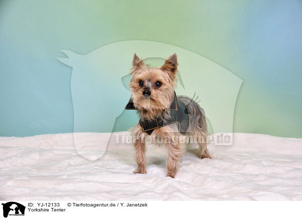 Yorkshire Terrier / Yorkshire Terrier / YJ-12133