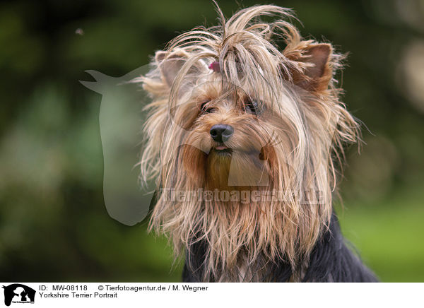 Yorkshire Terrier Portrait / Yorkshire Terrier Portrait / MW-08118