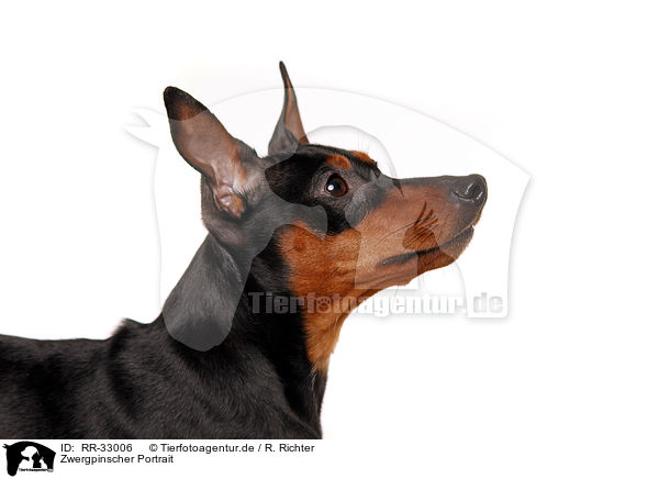 Zwergpinscher Portrait / miniature pinscher portrait / RR-33006