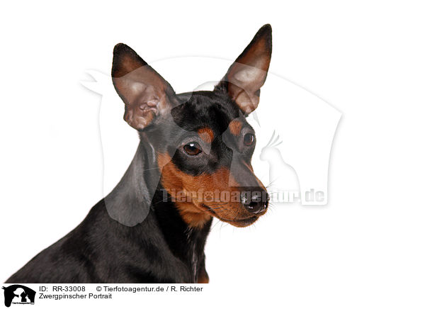 Zwergpinscher Portrait / miniature pinscher portrait / RR-33008
