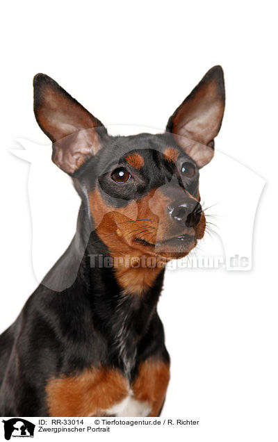 Zwergpinscher Portrait / miniature pinscher portrait / RR-33014