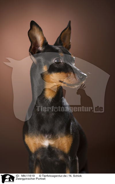 Zwergpinscher Portrait / Miniature Pinscher portrait / NN-11619