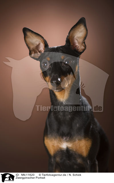 Zwergpinscher Portrait / Miniature Pinscher portrait / NN-11620