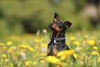 Zwergpinscher