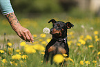 Zwergpinscher