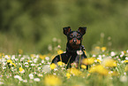 Zwergpinscher