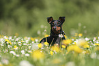 Zwergpinscher