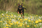 Zwergpinscher