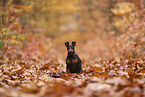 Zwergpinscher