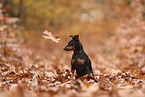 Zwergpinscher