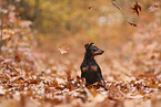 Zwergpinscher