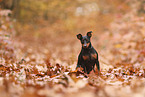Zwergpinscher