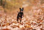 Zwergpinscher