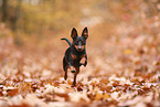 Zwergpinscher