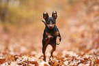 Zwergpinscher