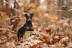 Zwergpinscher