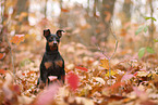 Zwergpinscher