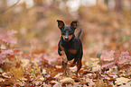 Zwergpinscher