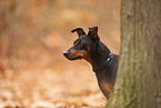 Zwergpinscher