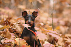 Zwergpinscher