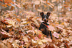 Zwergpinscher