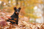 Zwergpinscher