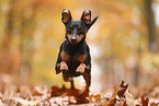 Zwergpinscher