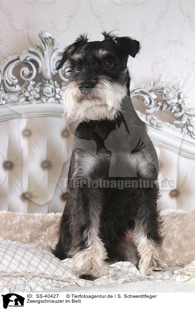 Zwergschnauzer im Bett / Miniature Schnauzer in bed / SS-40427