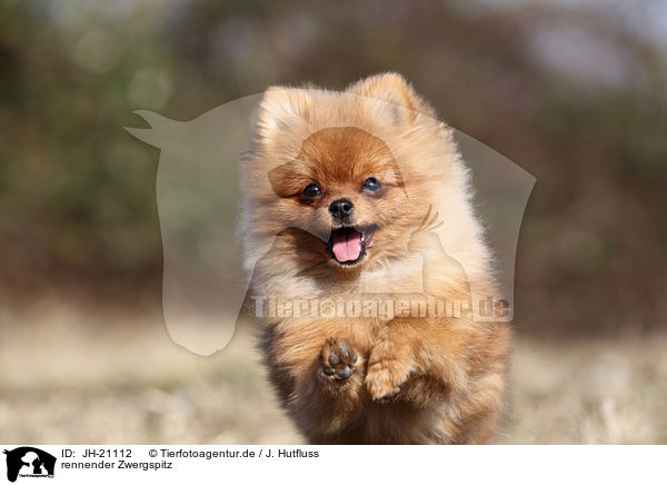 rennender Zwergspitz / running Pomeranian / JH-21112