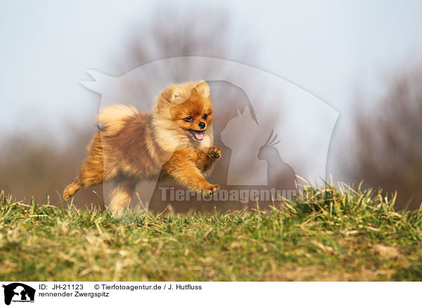 rennender Zwergspitz / JH-21123