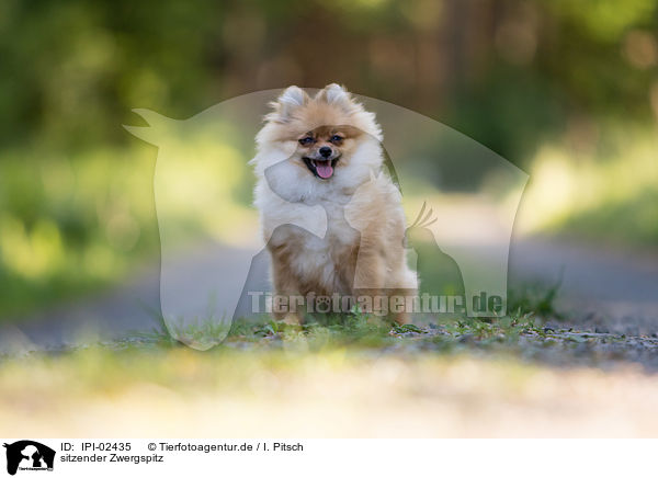 sitzender Zwergspitz / sitting Pomeranian / IPI-02435