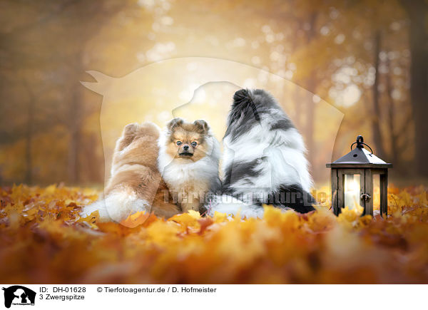 3 Zwergspitze / 3 Pomeranians / DH-01628