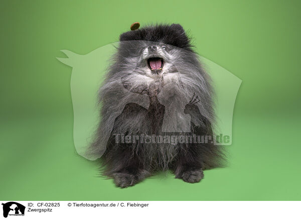 Zwergspitz / Pomeranian / CF-02825