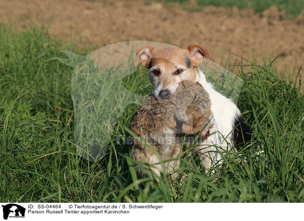 Parson Russell Terrier apportiert Kaninchen / Parson Russell Terrier retrieves rabbit / SS-04464