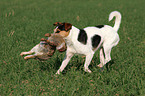 Parson Russell Terrier apportiert Kaninchen