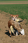 Parson Russell Terrier apportiert Ente