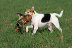 Parson Russell Terrier apportiert Ente