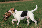 Parson Russell Terrier apportiert Ente